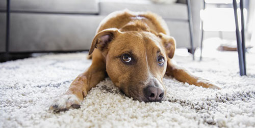 pet-stain-cleaning pet-stain-cleaning